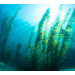 řasa kelp